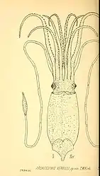 .mw-parser-output .citation{word-wrap:break-word}.mw-parser-output .citation:target{background-color:rgba(0,127,255,0.133)}#55 (6/6/1880)An illustration of the Architeuthis verrilli holotype taken from Thomas William Kirk's formal description of the latter (Kirk, 1882:pl. 36 fig. 1)