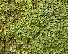 Placidium arboreum
