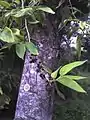 Ripe fruit and bark