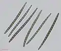 Trichoglossum hirsutum spores 400x brightfield