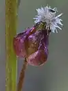 "Triglochin palustris flowers"