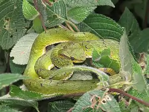 Lateral view