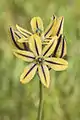 Triteleia ixioides subsp. unifolia