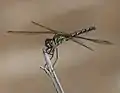 Female