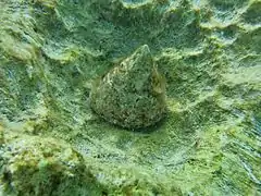 Trochus maculatus