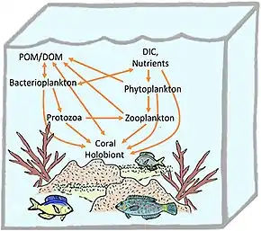 Coral holobiont