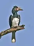 Female in southern Zambia