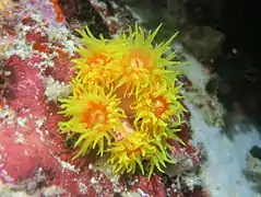 Tubastraea faulkneri