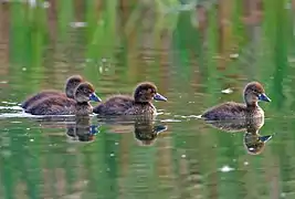 Ducklings
