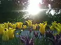 Tulip Festival, Albany, NY, 2008