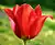 A "Page Polka" tulip