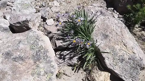 Tundra Aster (Oreostemma alpigenum)