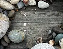 Cretaceous turbidite showing Bouma A-D layers. Pigeon Point Formation, Pescadero Beach, California.