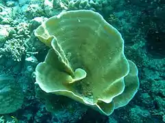 Turbinaria