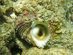 Turbo argyrostomus