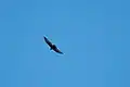 Turkey Vulture (Cathartes aura) in Upper Miller Canyon