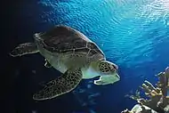 Sea turtle