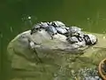 Turtles in Hong Kong Park