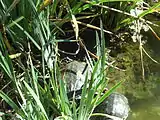 Turtles in the Will Rogers Memorial Park
