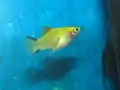 Female ‘Twin Bar’ or ‘Comet’ platy