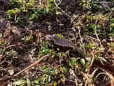 Tylototriton shanorum