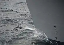 Clymene dolphin bow-riding