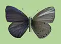U. p. kawazoei, male