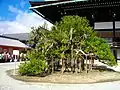 Ukon no Tachibana tree