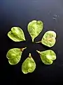 VADA samarae