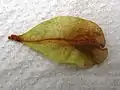 Samara of Ulmus bergmanniana