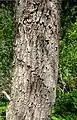 Bark, Akamas Botanical Garden, Cyprus