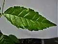 Leaf of seedling