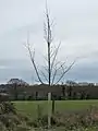 Erect structure of untrained sapling