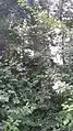 Plot foliage and young bark, Utterby, Lincolnshire