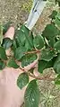 Leaves