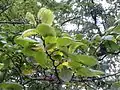 Foliage, underside