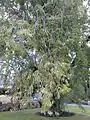 Long shoots of 'Pinnato-ramosa'