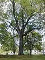 Branching