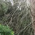 Pendulous branchlets