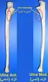 Tuberosity of the ulna.