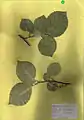 Leaves from a specimen tree in Sussex, England (2009)