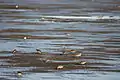 Sandpipers