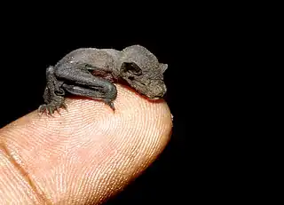 Image 12Lesser short-nosed fruit batPhoto: Anton CroosA newborn lesser short-nosed fruit bat (Cynopterus brachyotis) clinging upon a human finger. A species of megabat within the family Pteropodidae, it is a small bat that lives in South and Southeast Asia. Adults weigh between 21 and 32 grams (0.74 and 1.13&nbsp;oz).More selected pictures