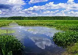 Conneaut Marsh in Union Township