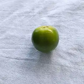 An oriental persimmon harvested while still unripe