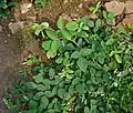 Uraria rufescens