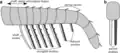 Diagram of frontal appendage