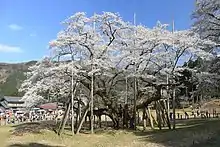 A 1,500 year-old Usuzumi-zakura