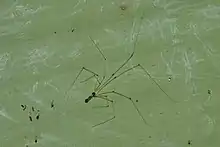 Uthina atrigularis
