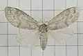 Morph of male